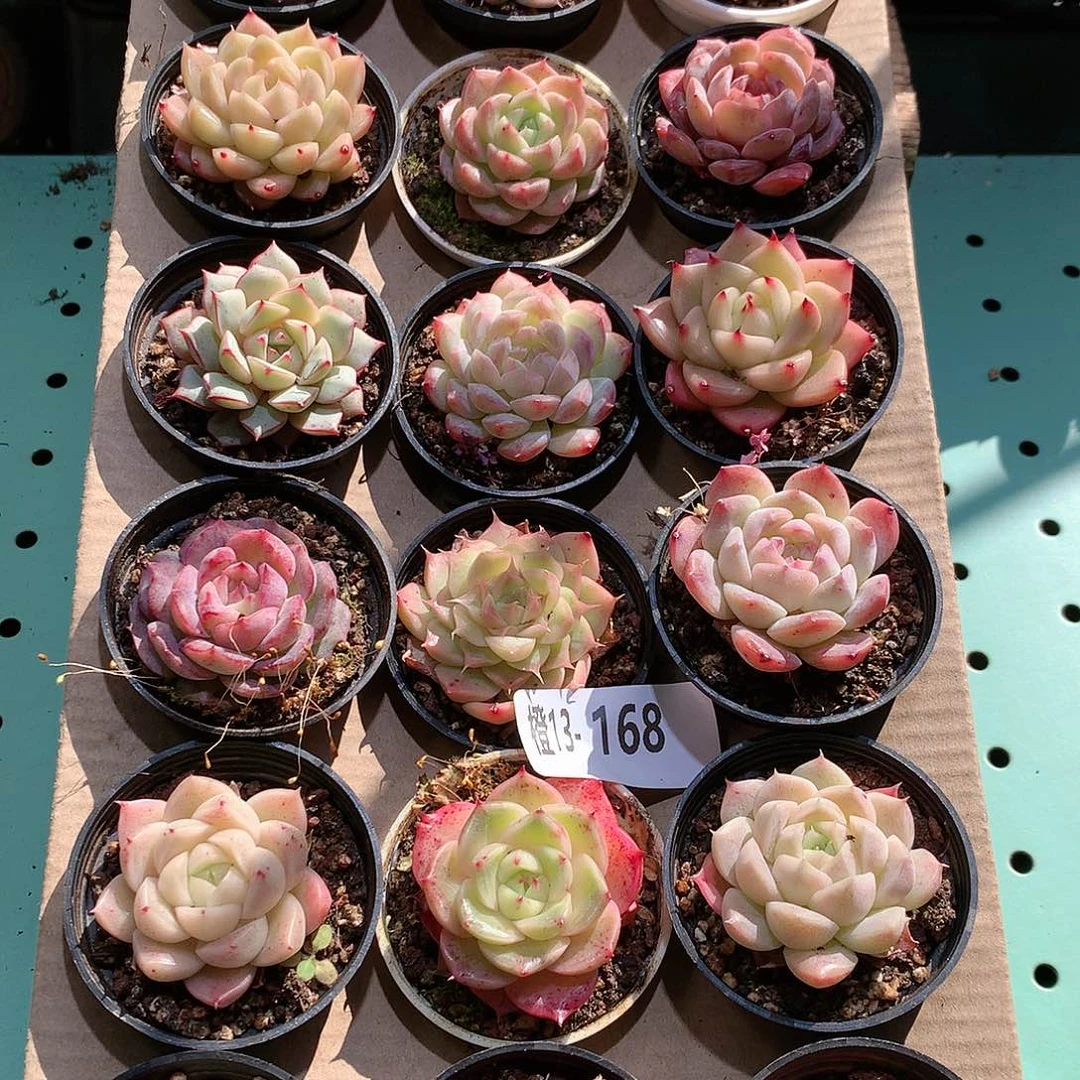 13-168一物一拍带盆18颗。