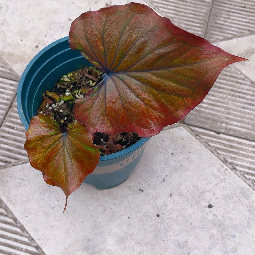 完全开放3602泰彩