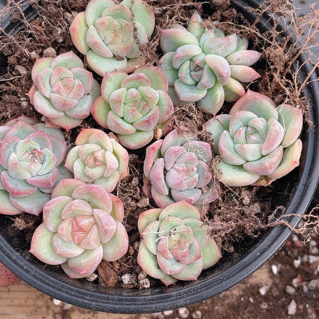 多肉植物多肉植物581