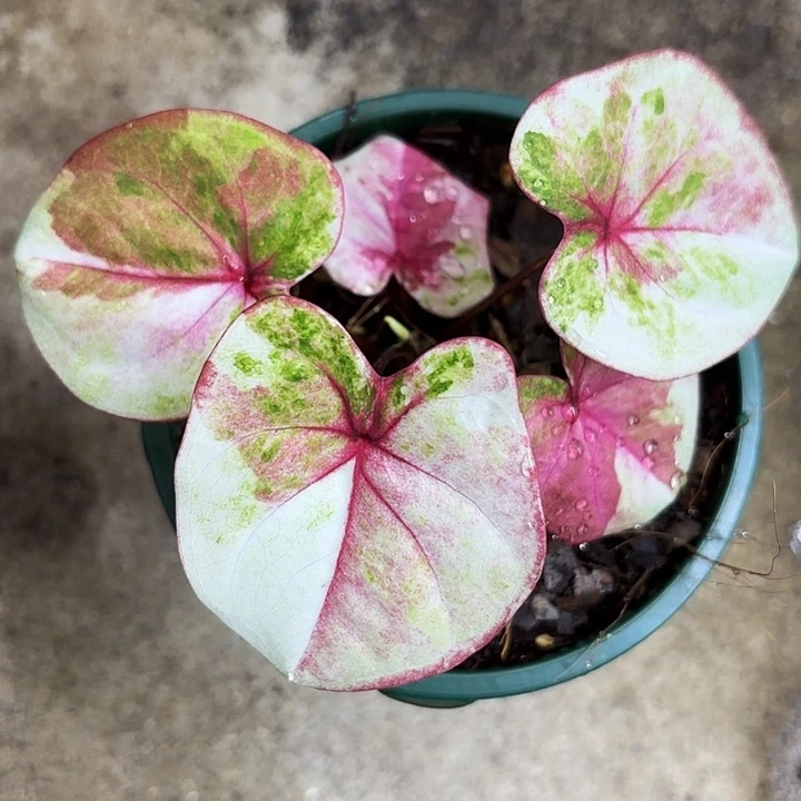 97-1128哈拉吧啦广东现货