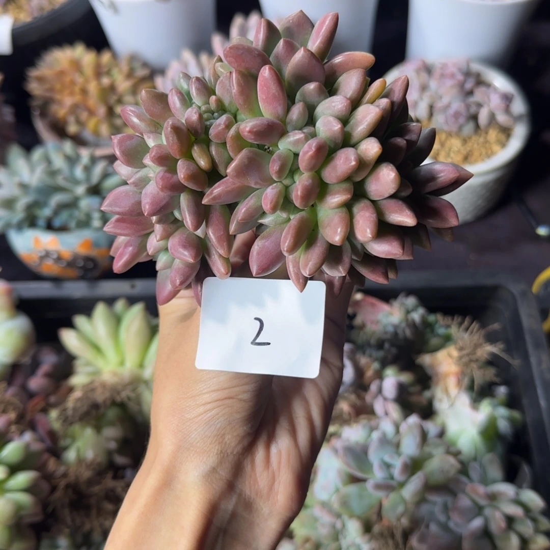 桃花源缀化一物一拍2