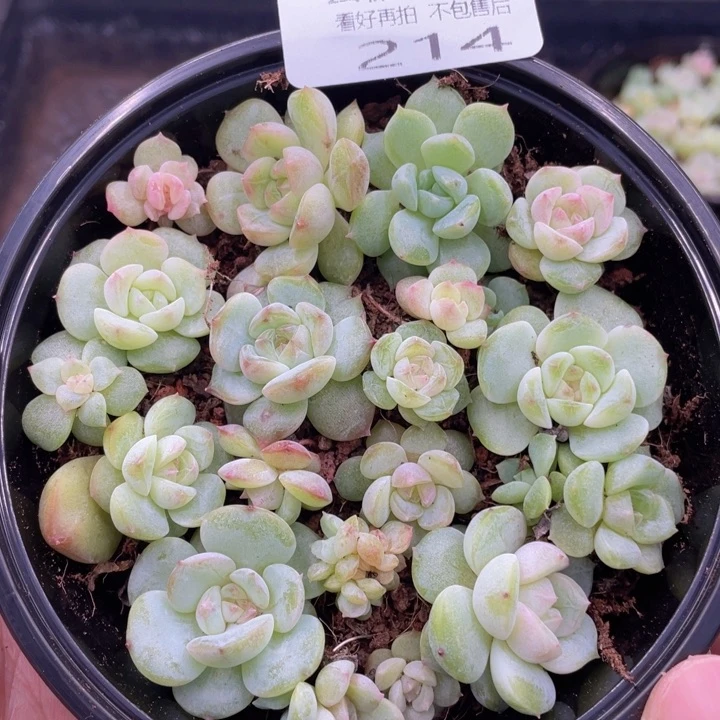 云糖心多肉植物214