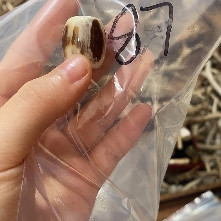 无非金属鹿角鹿角