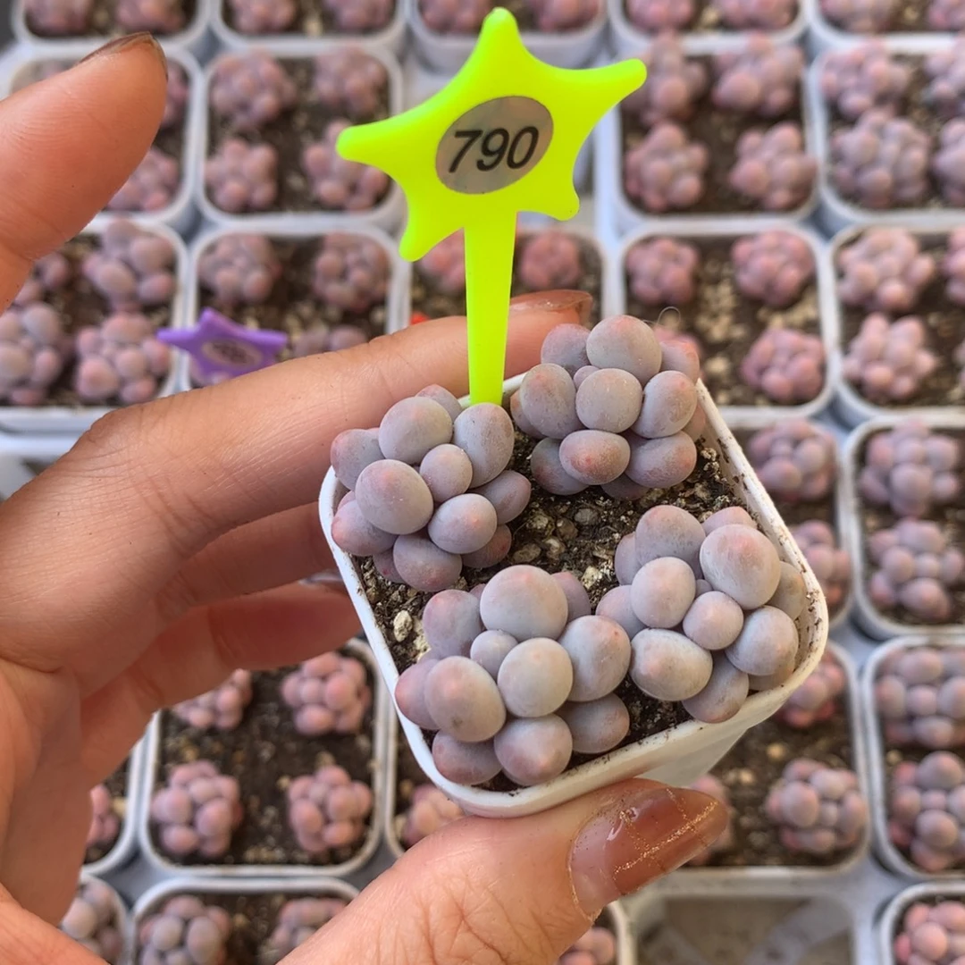 790 樱花奶 精品奶酪多肉