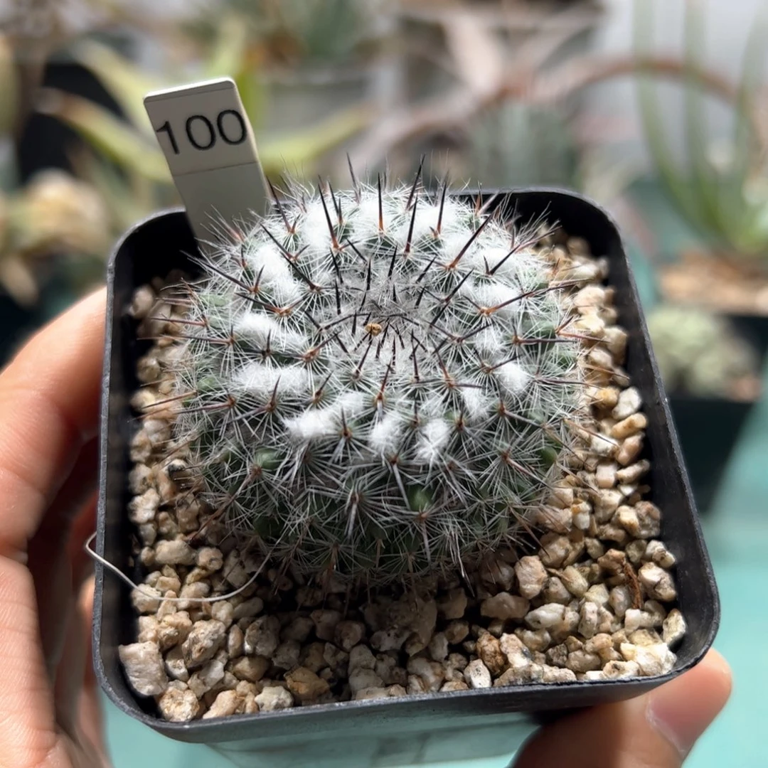 实生乳突杂交脱土发货多肉