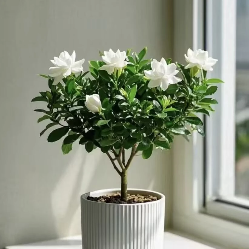 棒棒糖型单杆小叶雀舌栀子花