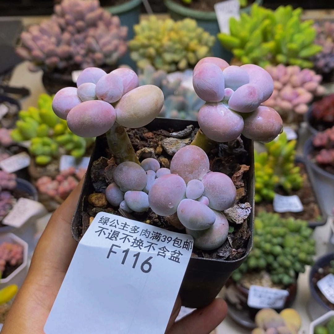 116芭比奶多肉7cm