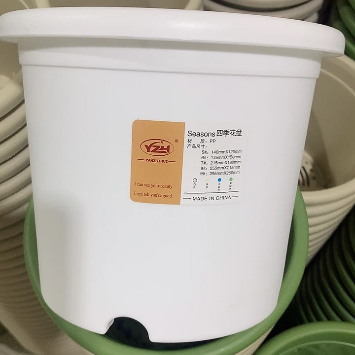 四季口21白5个带托