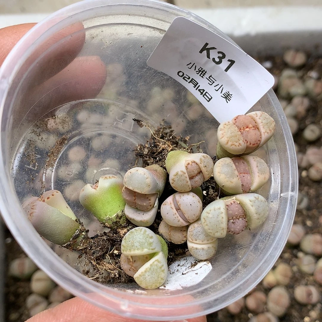 砂*初K31多肉植物保护