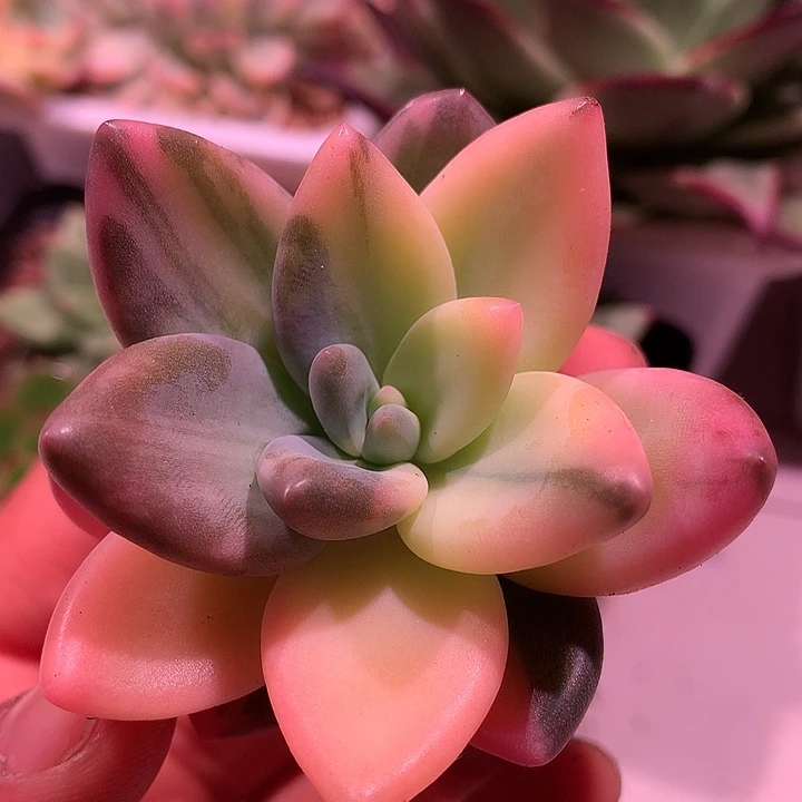 紫丽殿锦白拉丝锦