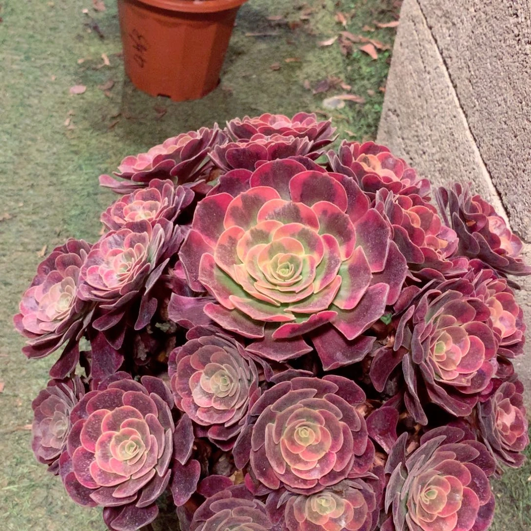 爱神捧花，多肉植物