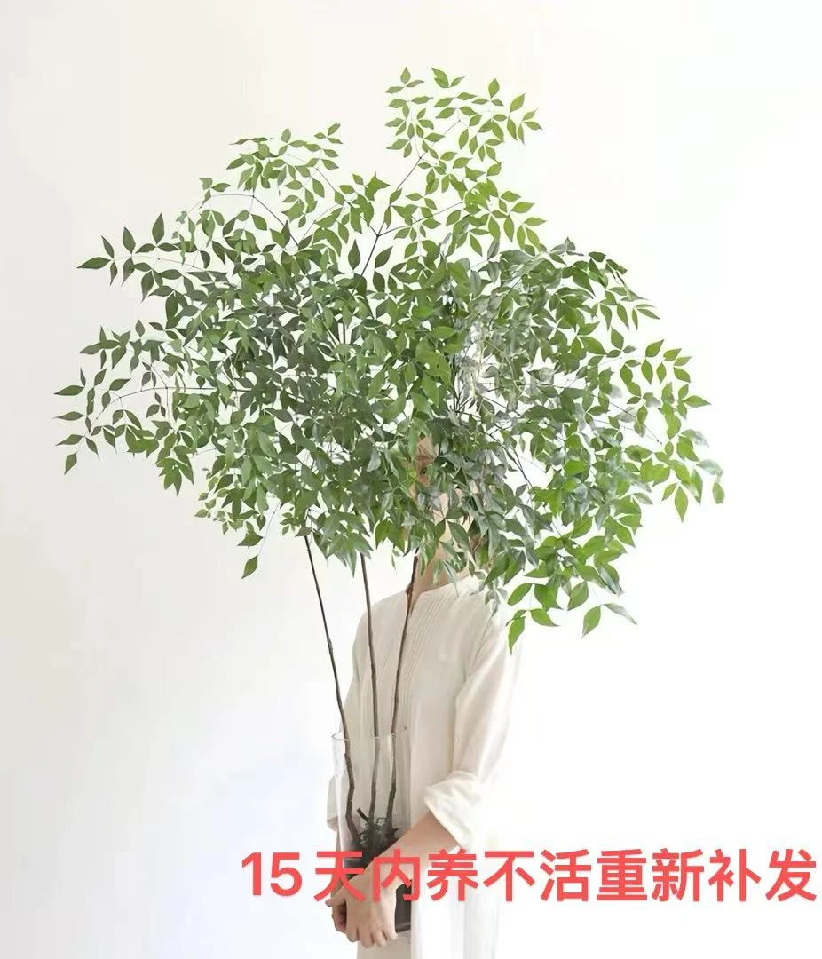 带老桩根南天竹水培植物室内四季常绿适合客厅书房摆放