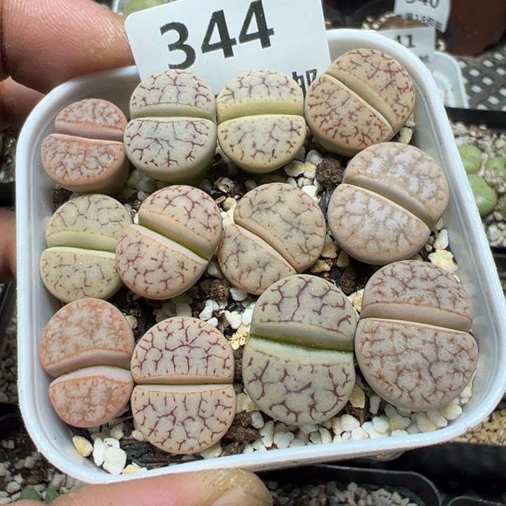 【闪购商品】 344。