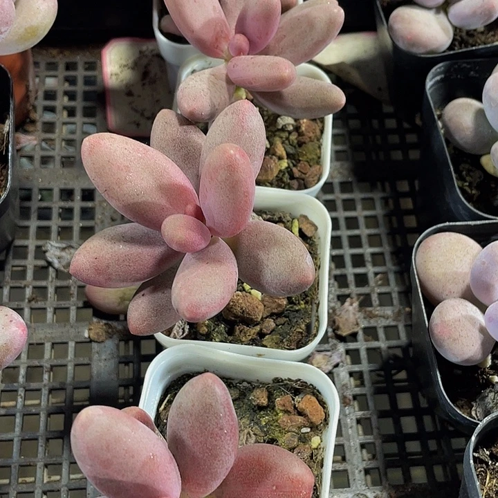 糖果美人带盆土发