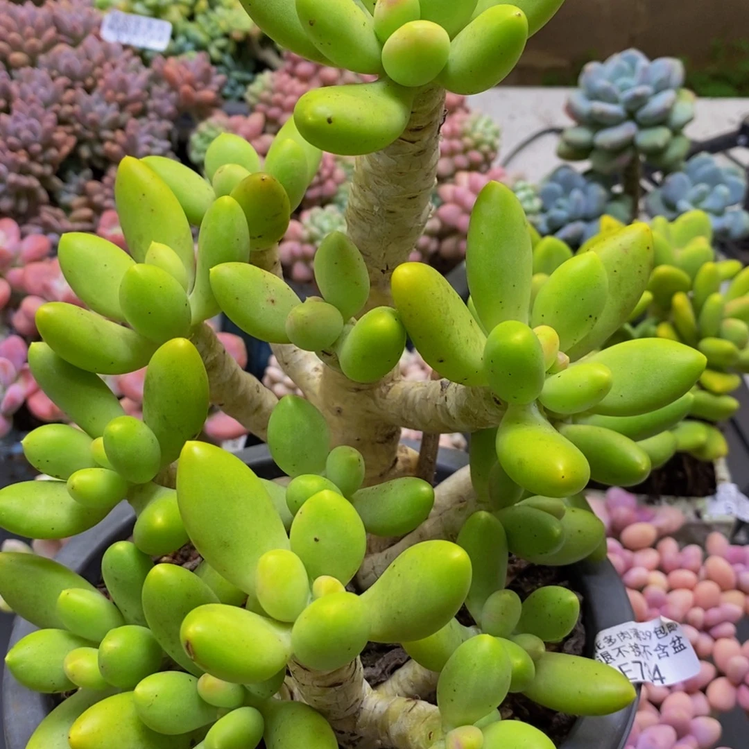 734芒果奶15cm多肉