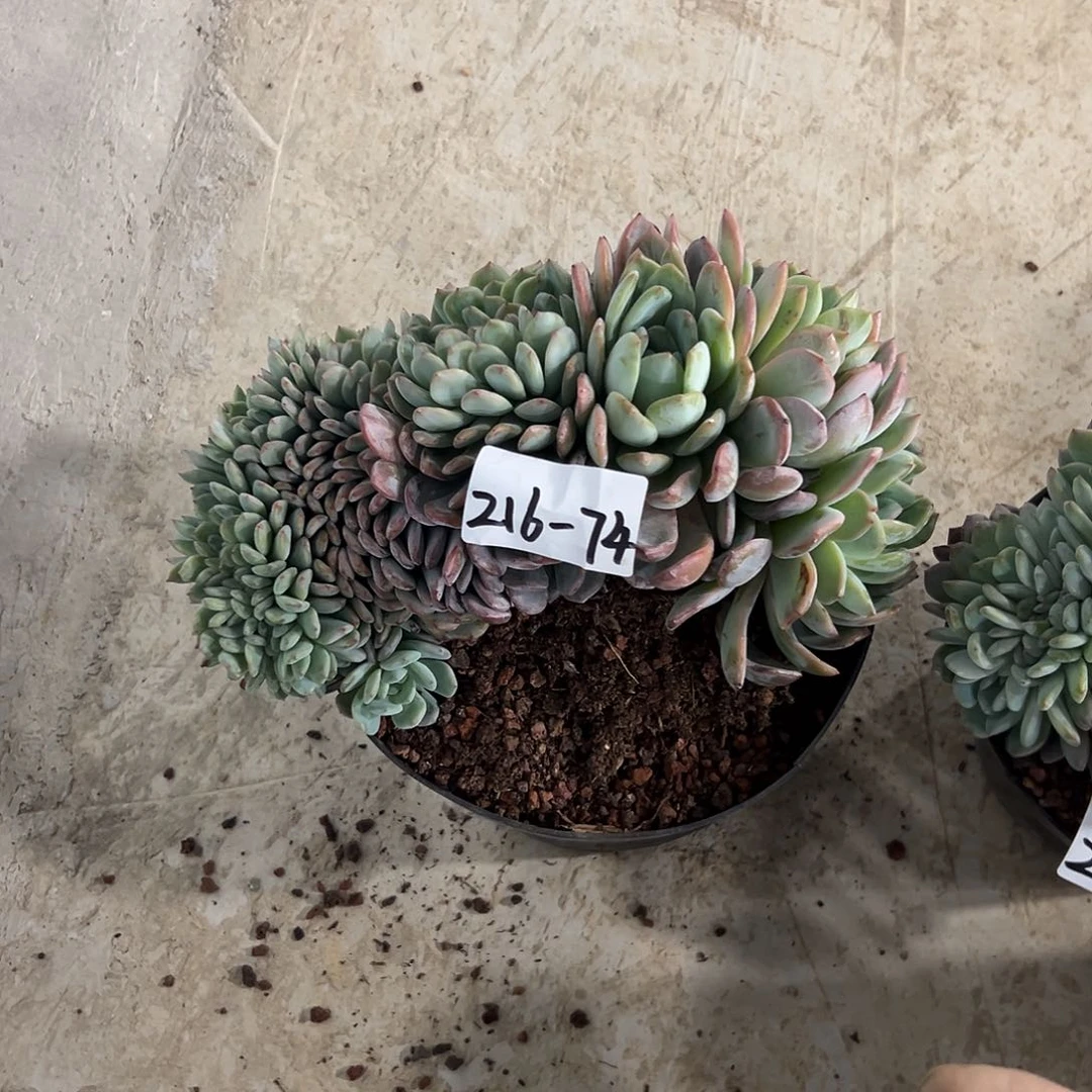 努****丑216-74全明星缀化多肉寄养