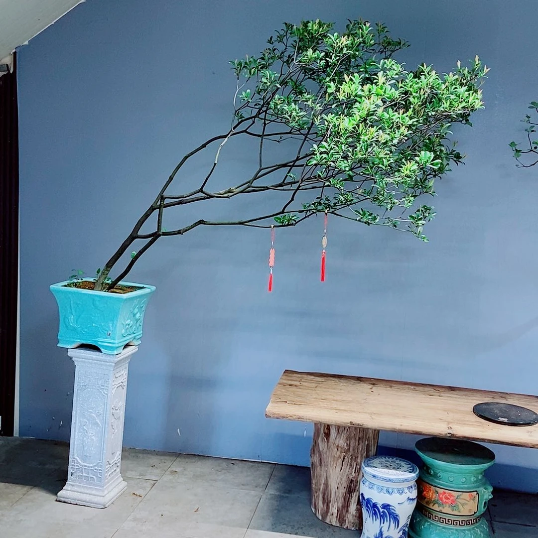 无花朵今***虎感谢你对我的关心与照顾