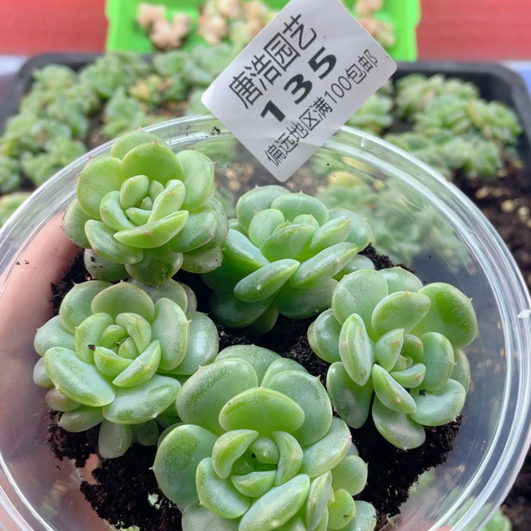 绿心珍妮一物一拍135.