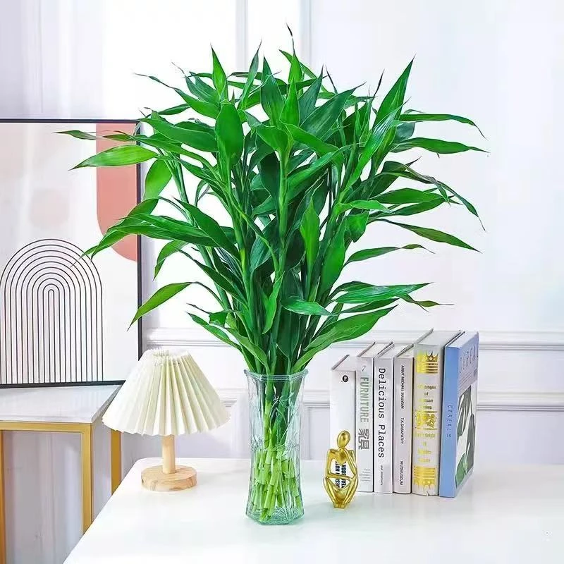 【9.9到手6枝】富贵竹水培植物转运开花卉绿植室内花客厅水养节节高