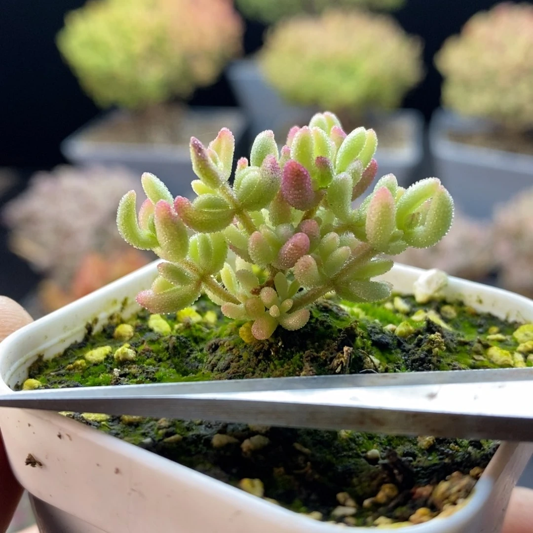 649红宝石锦，年后发货