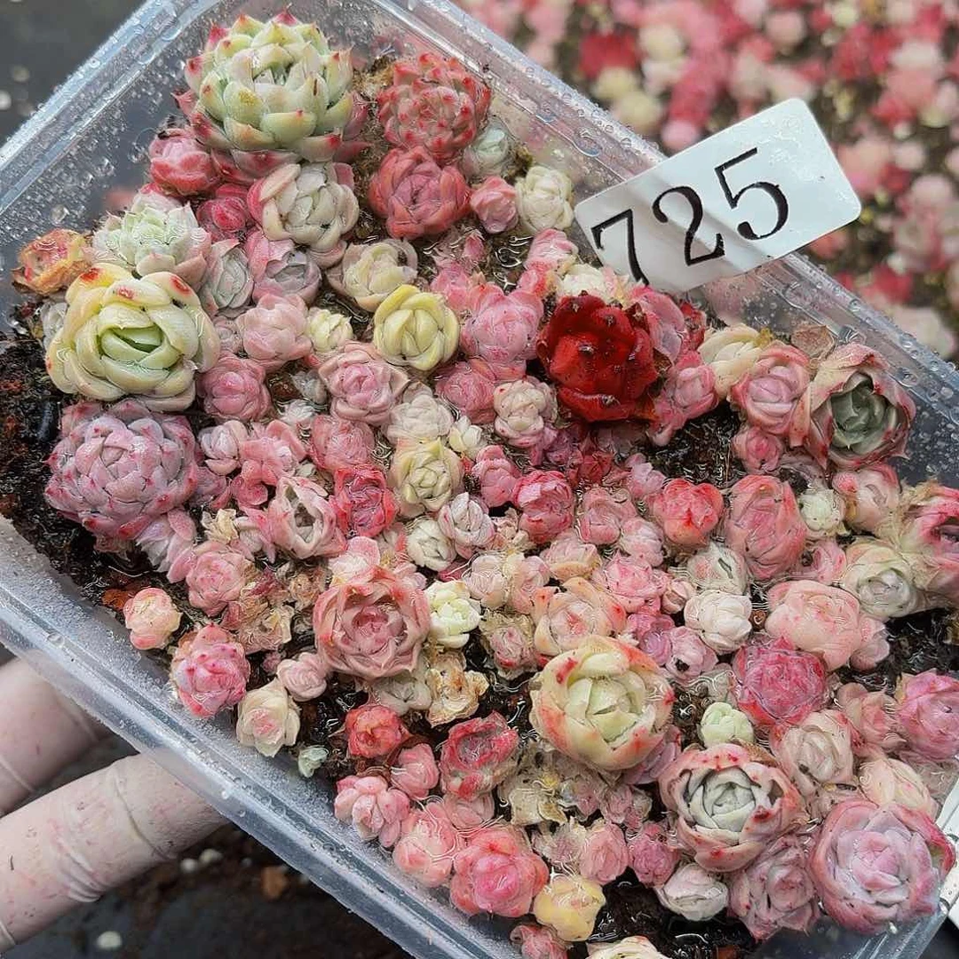 多头植物多肉植物725