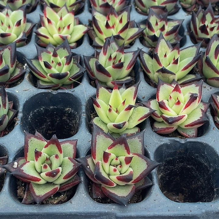 小黑乌木1元带土发