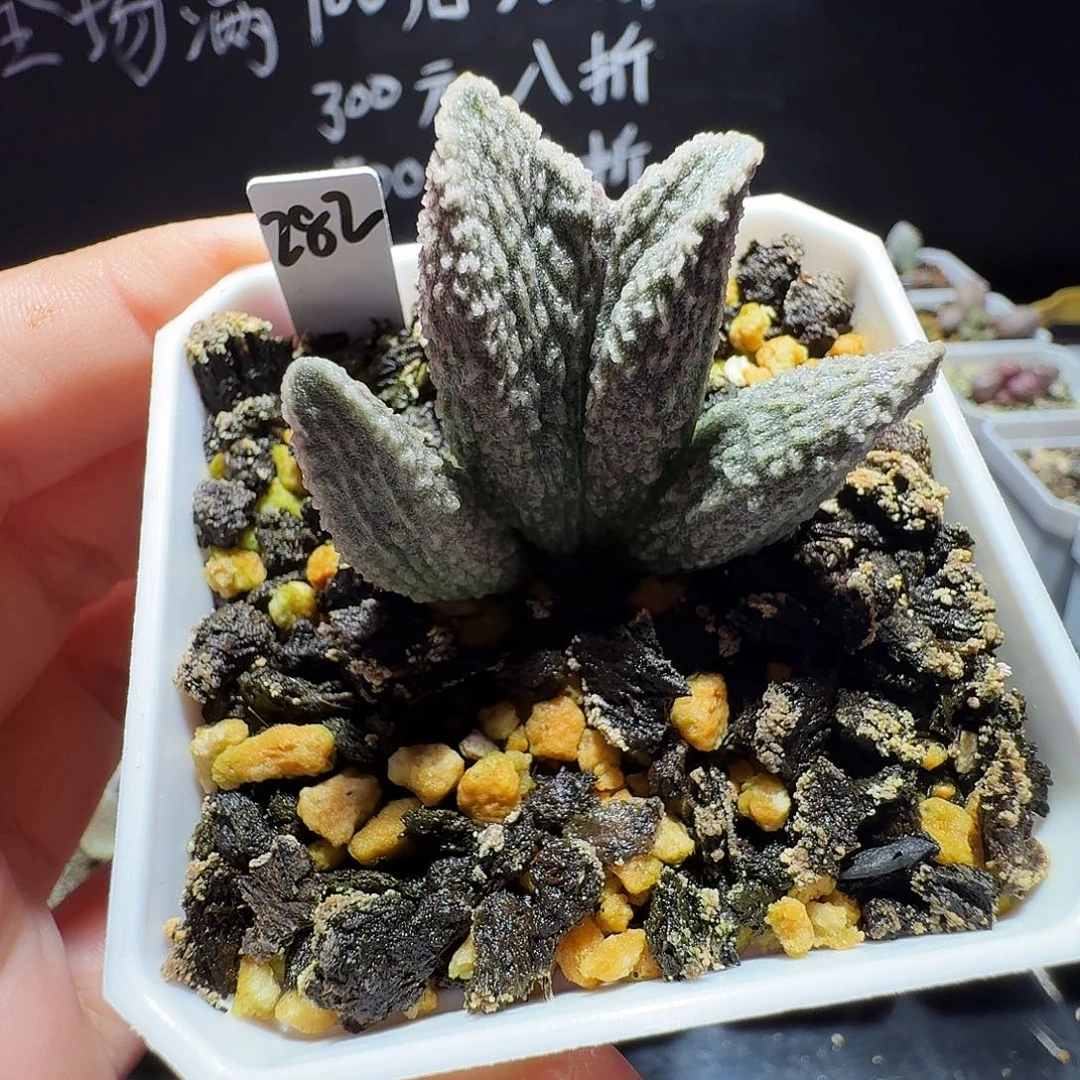 实生水泡，带盆发货满38包邮，植物售出不退不换