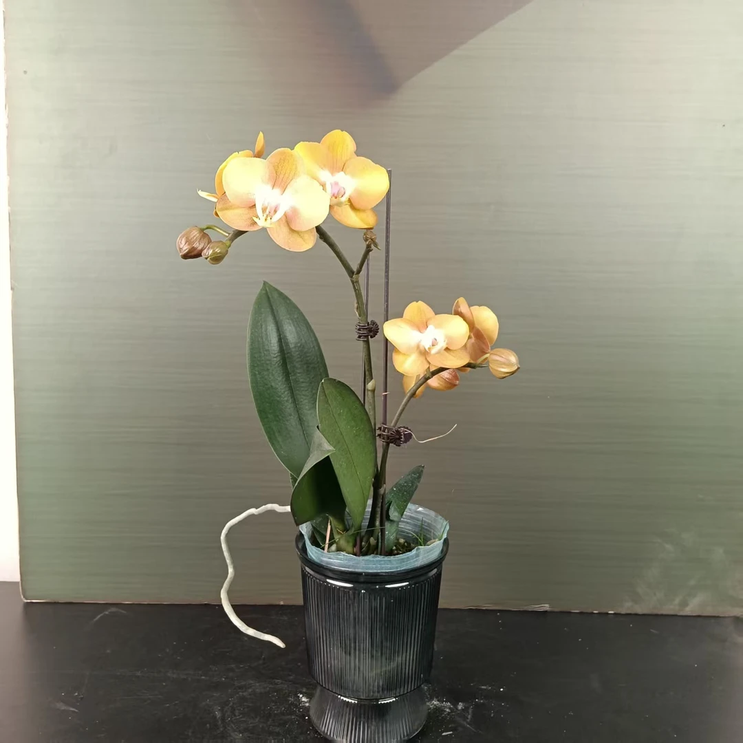 【花之漫】（拉斯维加斯）3.0寸杯单双剑蝴蝶兰盆栽