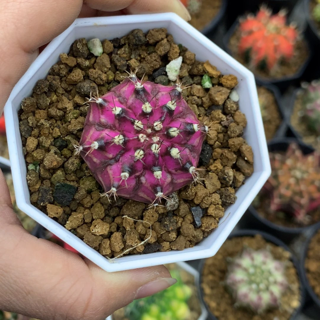 野*仙人球一物一拍80