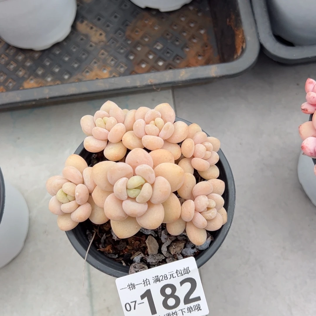 奶白糖多肉多肉多肉多肉