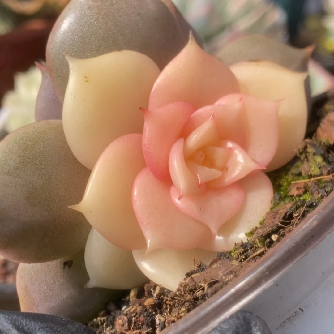 353贝加尔湖锦锦锦锦锦