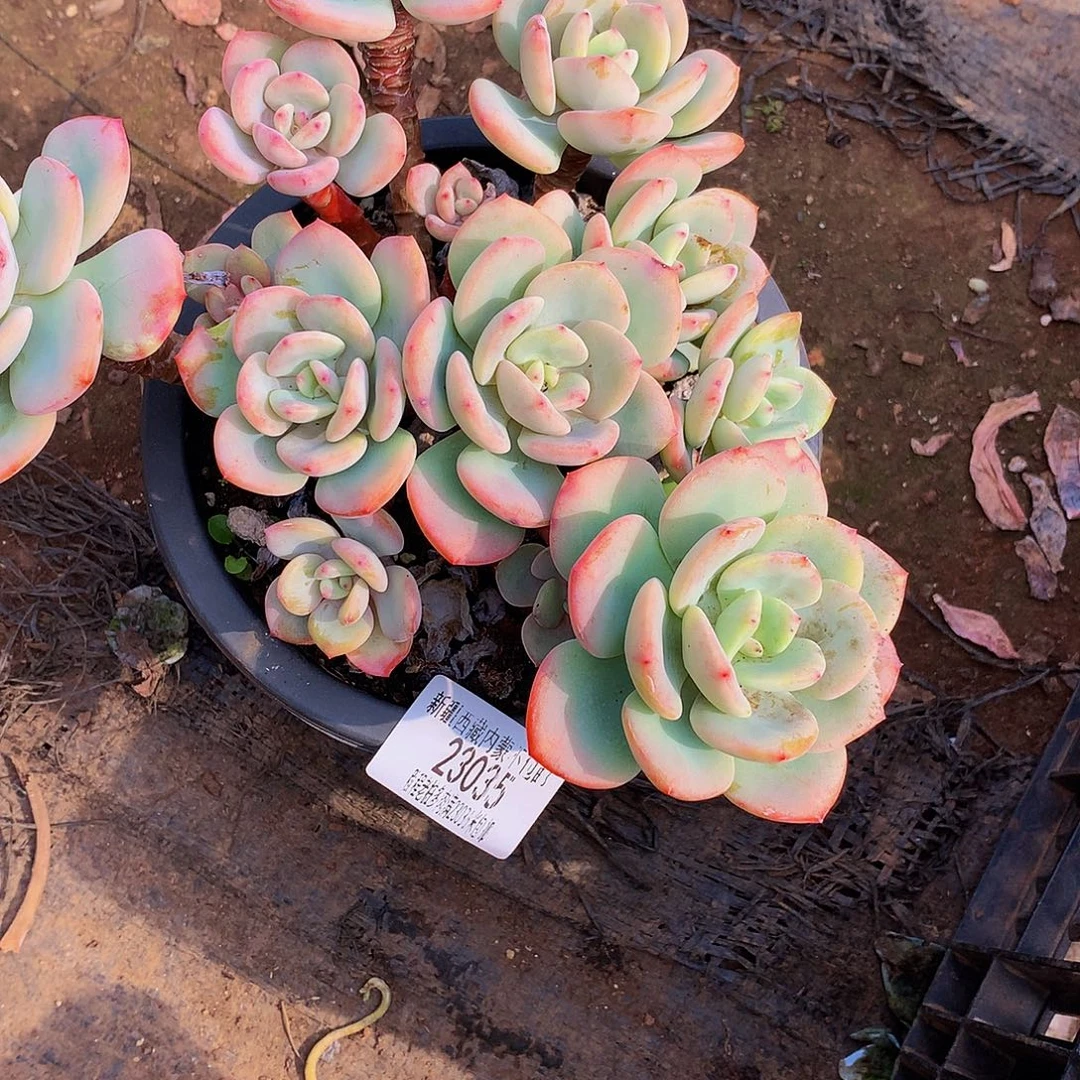 卡***林白月光23035多肉多肉