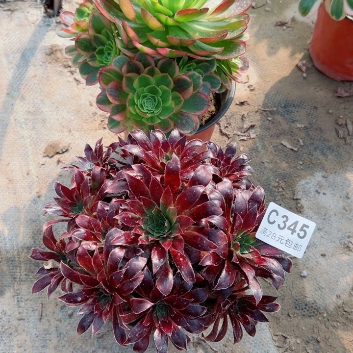 345。346多肉植物的