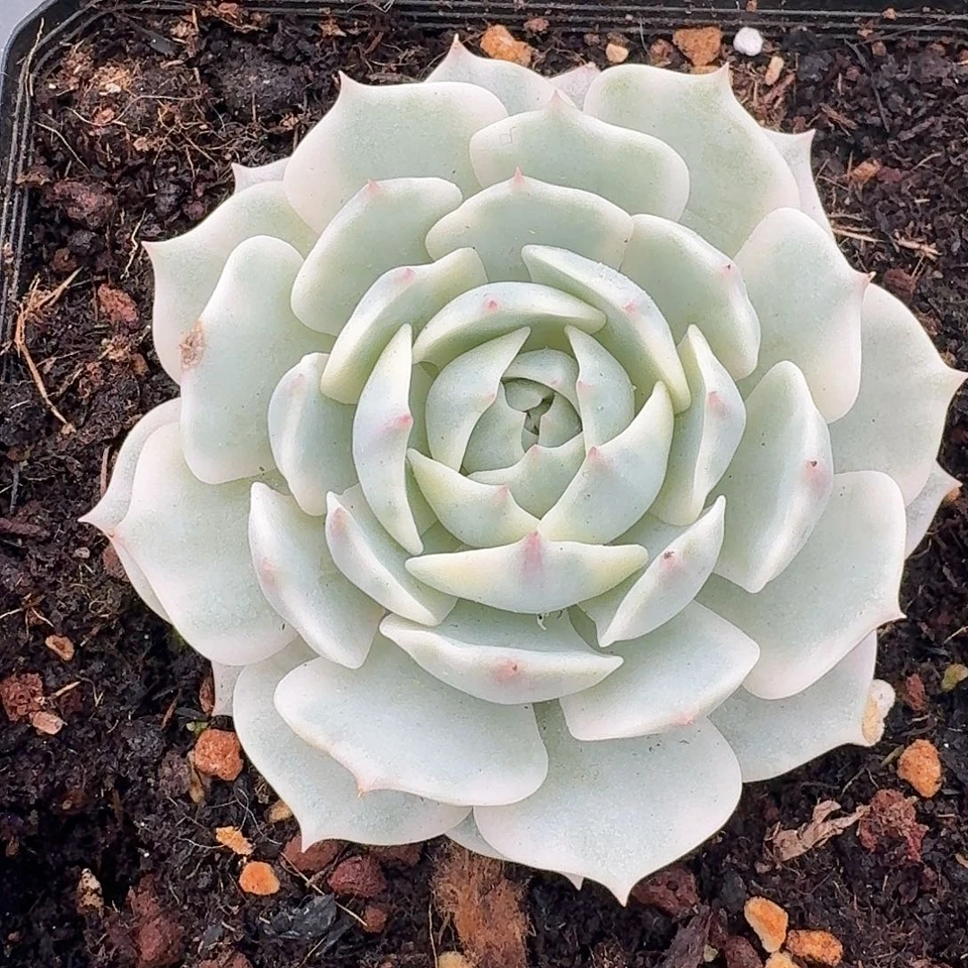 露娜莲锦一物一拍