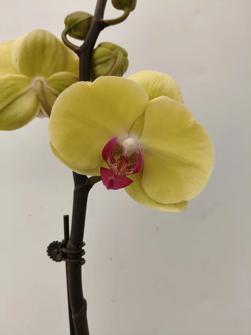 欢然花田蝴蝶兰（皇帝）单剑 叶片开裂为自然现象无售后