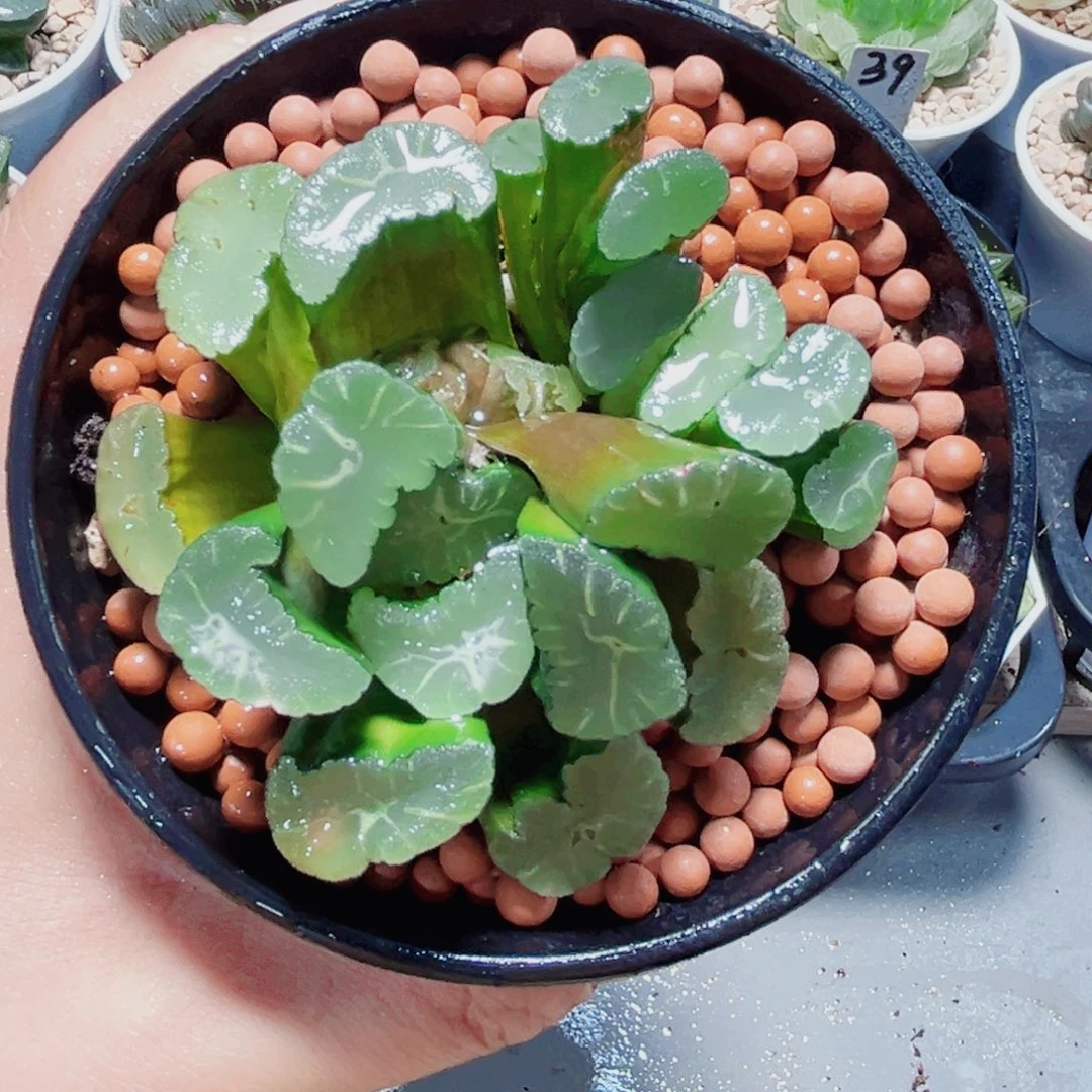 凤凰万象多肉植物6666