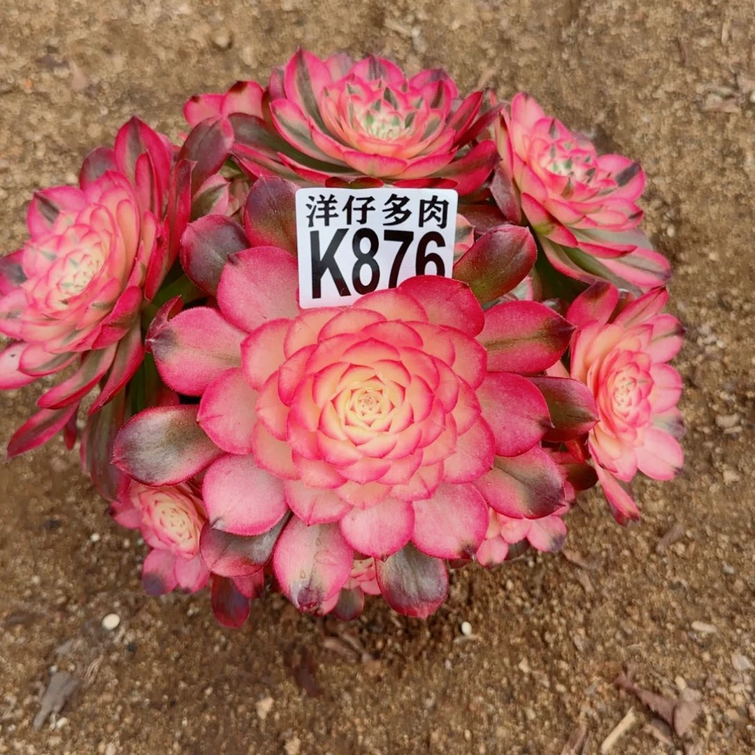 不*诺876荔枝法师园艺官服25左右2号