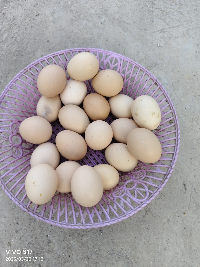 【农家土鸡蛋】农村跑山粮食鸡现捡现收土鸡蛋