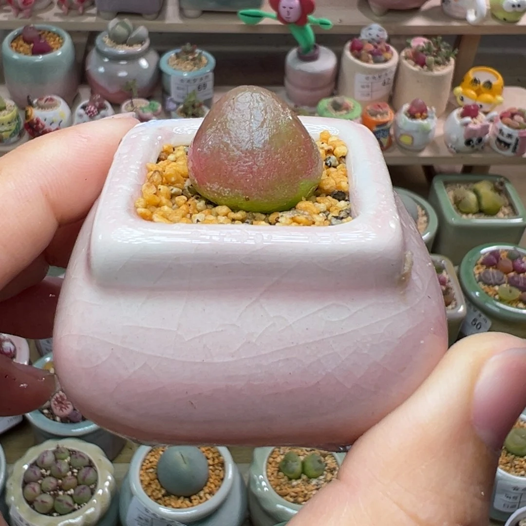 多肉植物108号灯泡