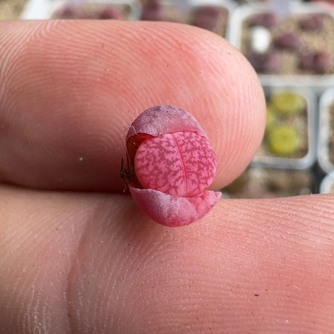 每****?K246恶魔果实紫日轮一年