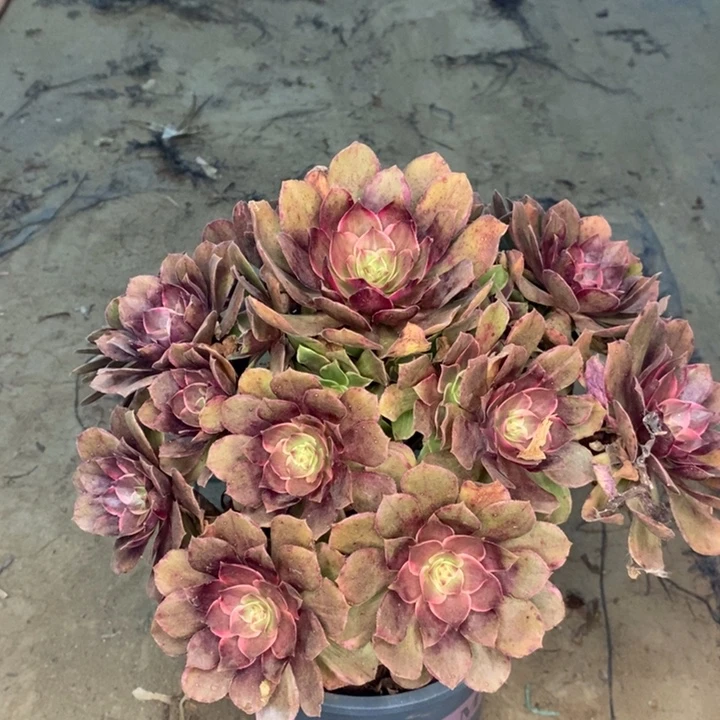 莲花座多肉植物38。
