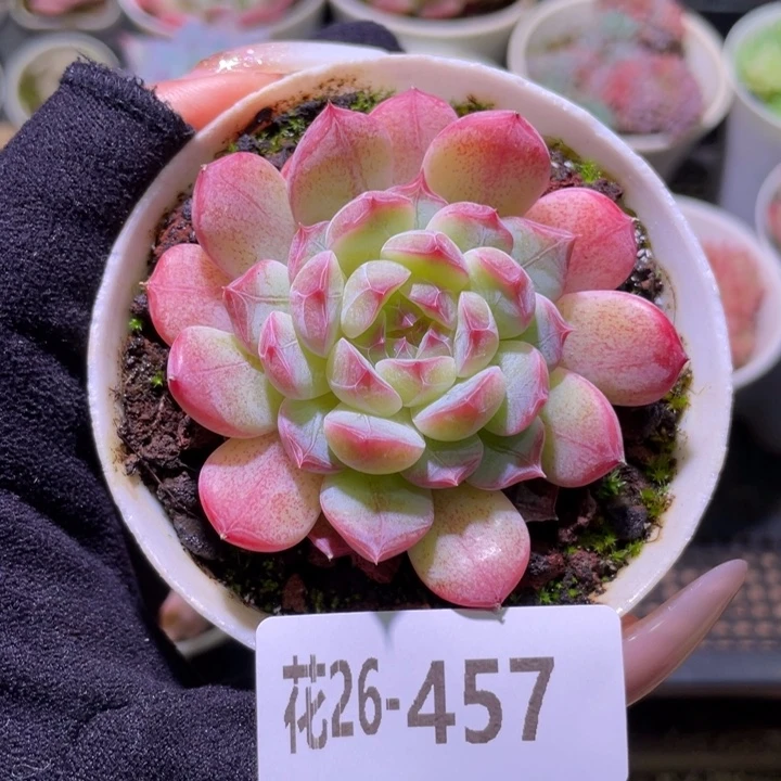花利美26-457琴心