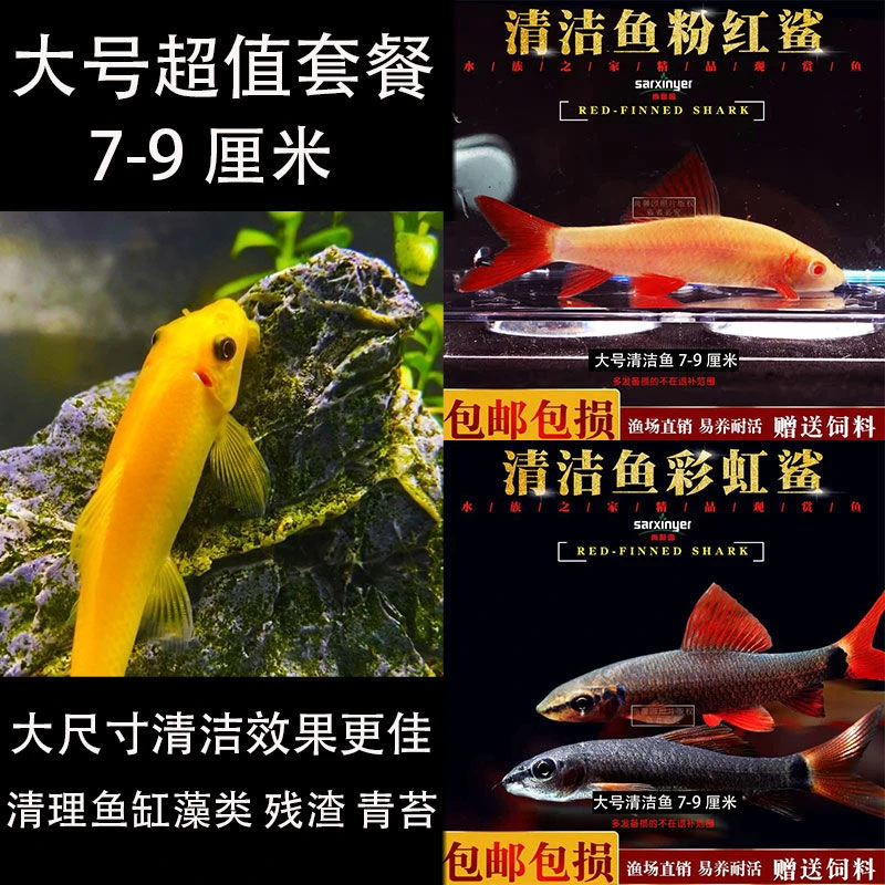 【2243人好评】清苔鼠金苔鼠鱼热带观赏鱼清道夫鼠鱼鱼缸除藻鱼清