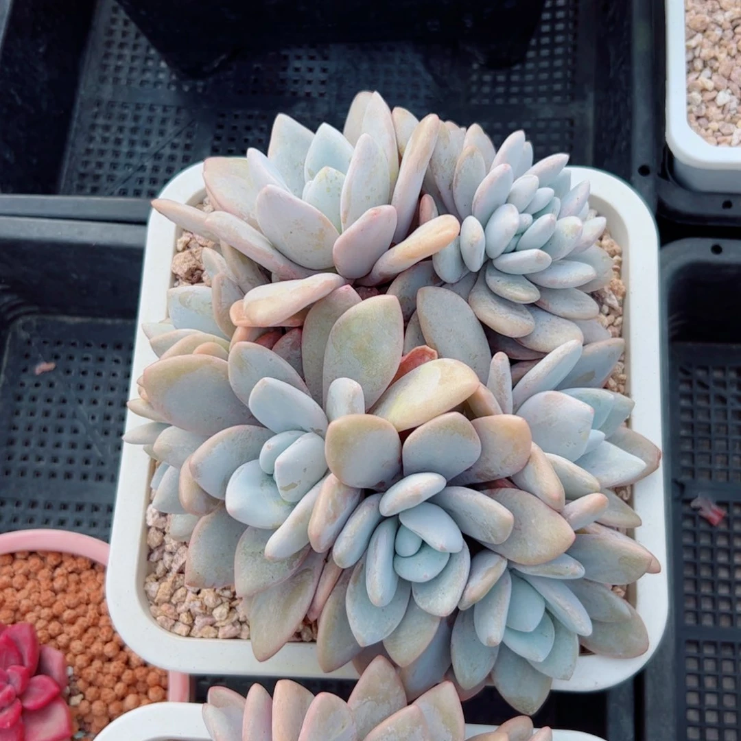 粉兔自然群多肉植物