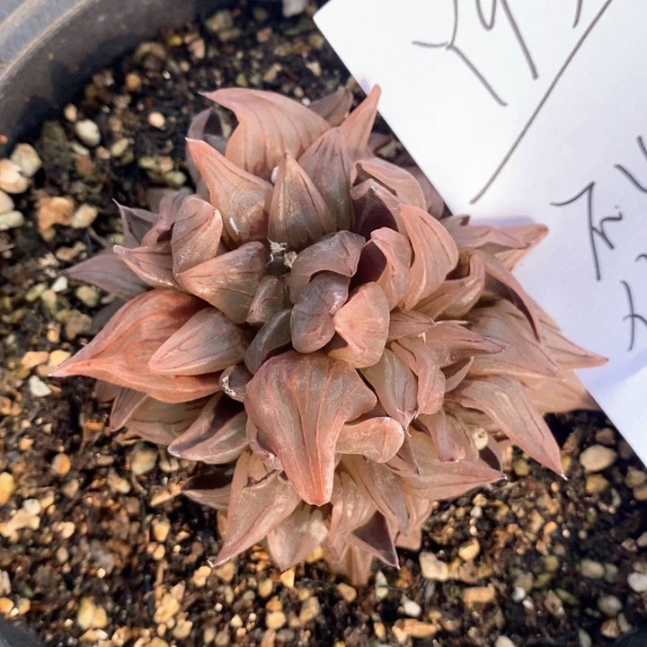 930。一颗西瓜寿福利。 脱土发货。