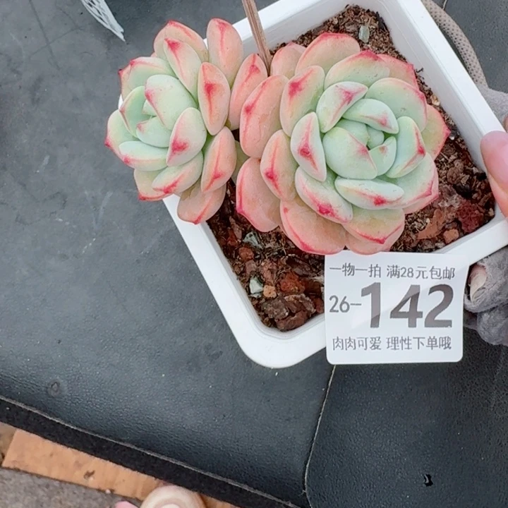 白底香草无盆土发货多肉