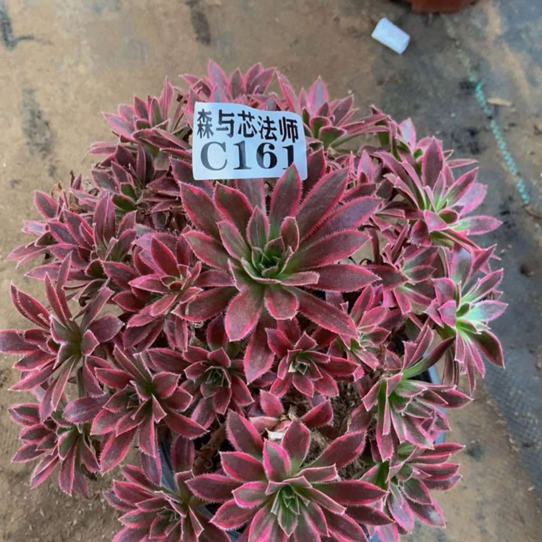 【闪购商品】161凤凰锦