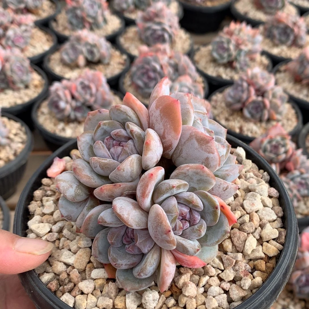 福利多多88888888888