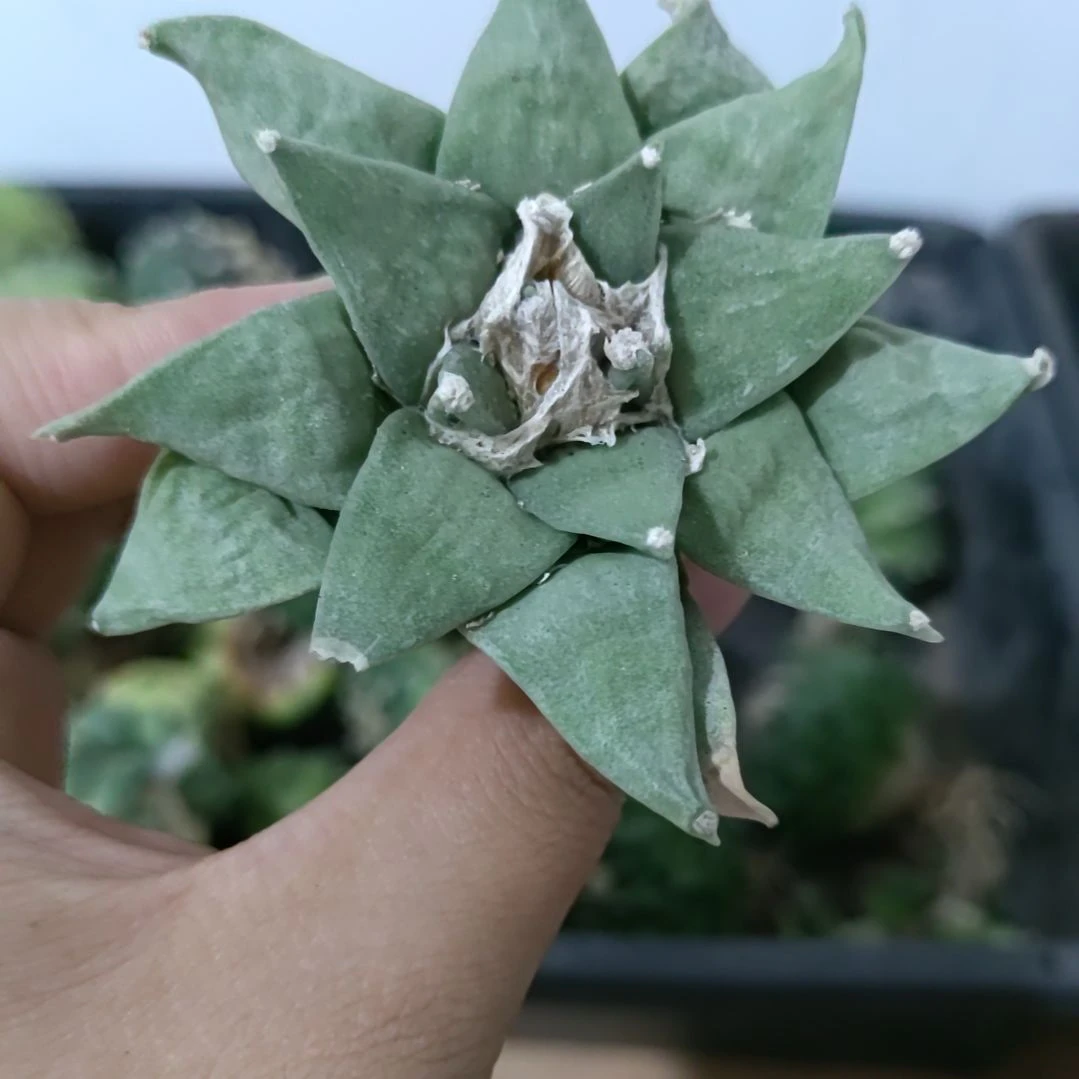 一物一拍，实生仙人球