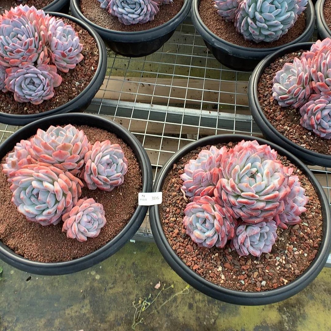 306梦露多肉植物666